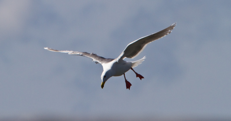 Gull In Flight